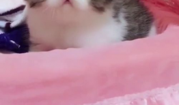 可爱视频,跟随可爱视频感受欢乐时光